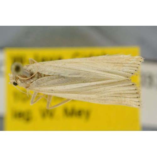 insect