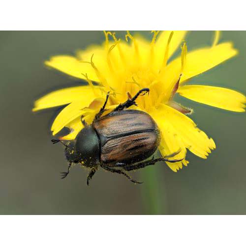 insect