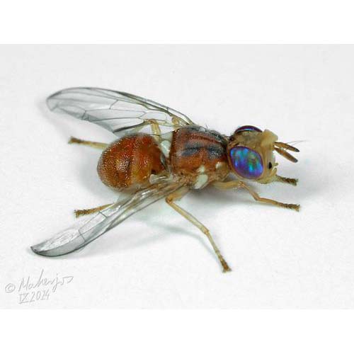 insect