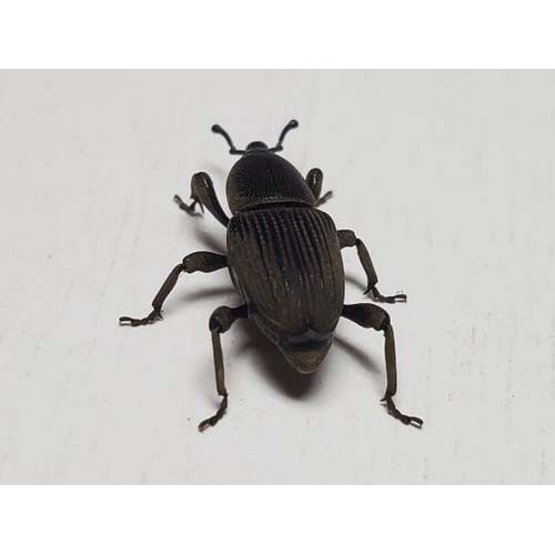 insect
