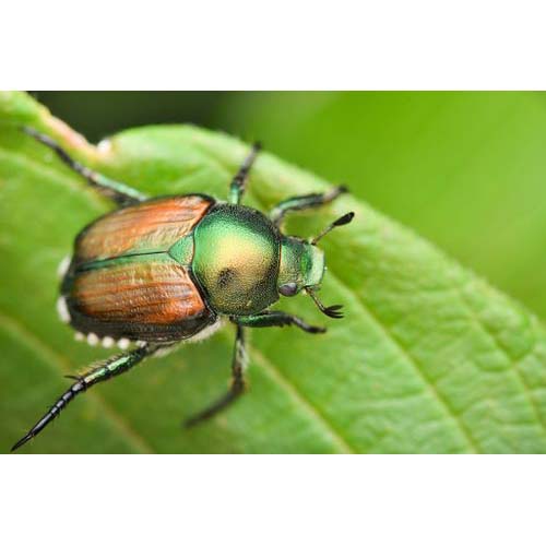 insect
