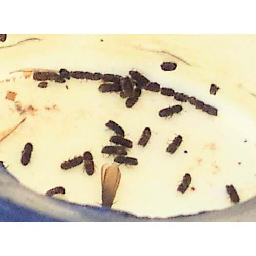 insect