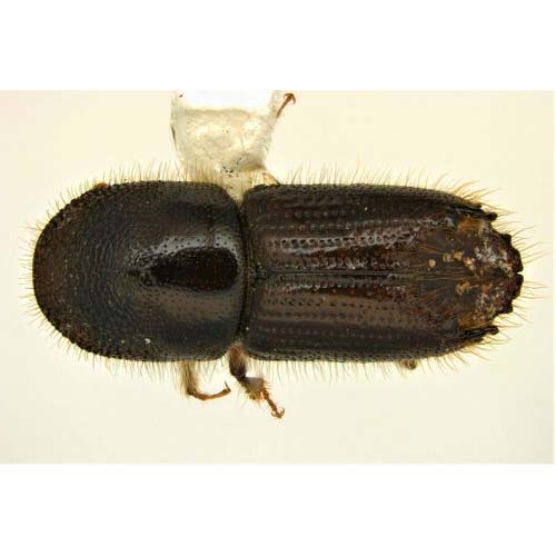insect