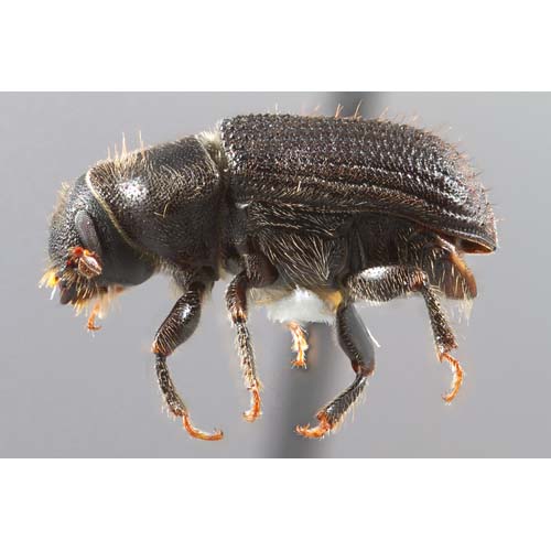 insect