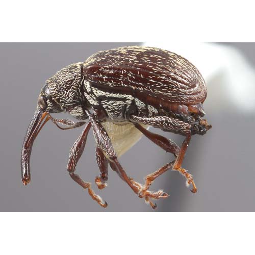 insect