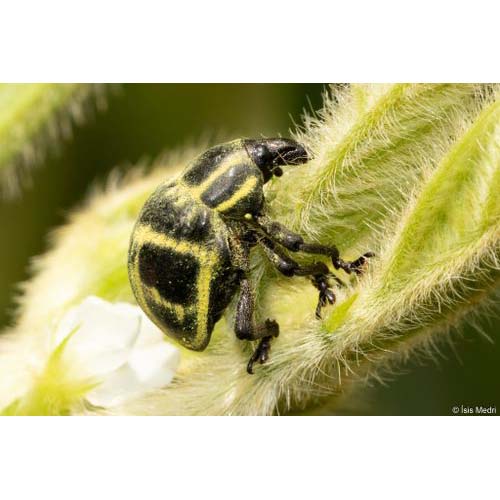 insect
