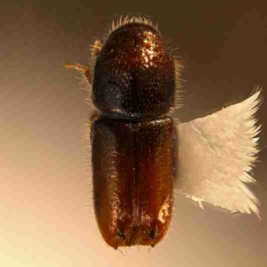 insect
