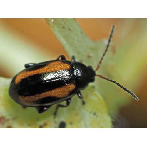 insect