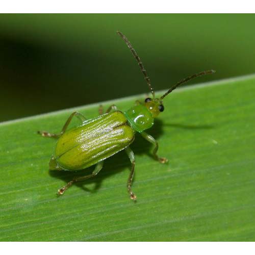 insect