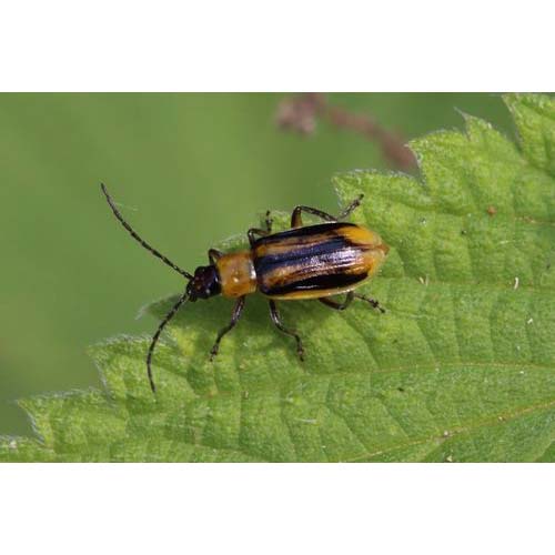 insect