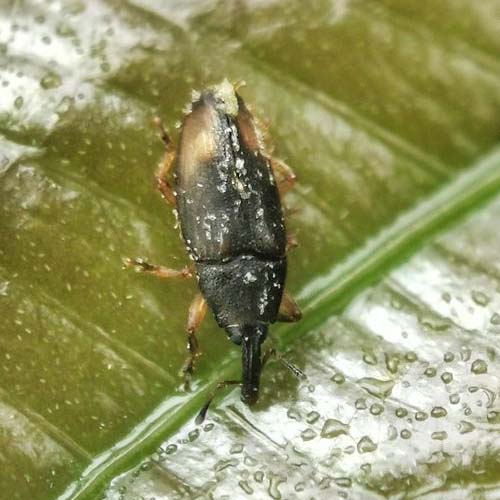 insect