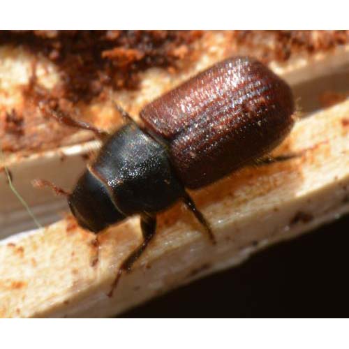 insect