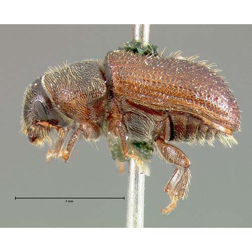 insect