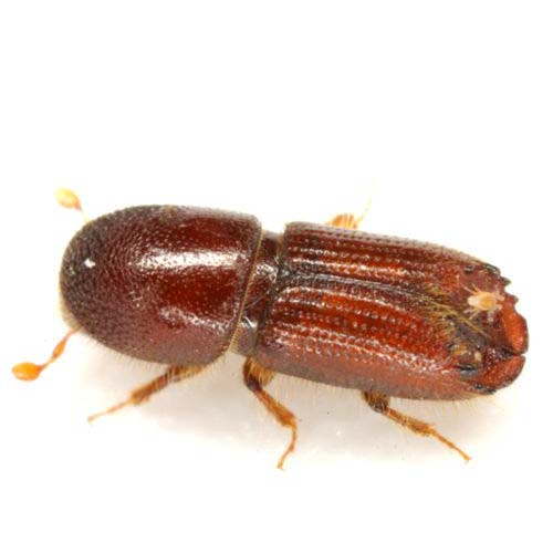 insect