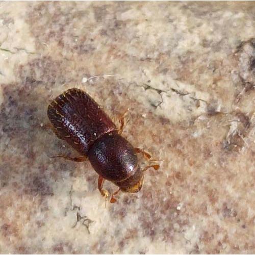 insect