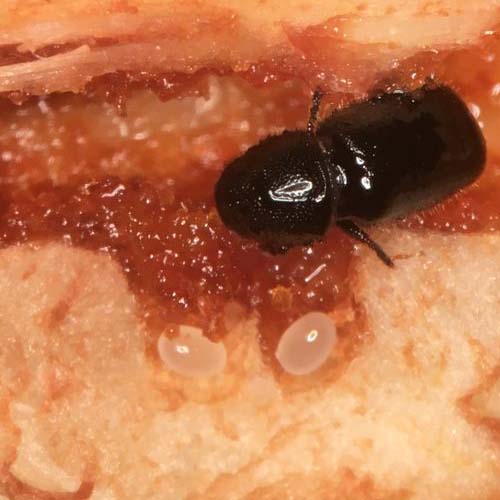 insect