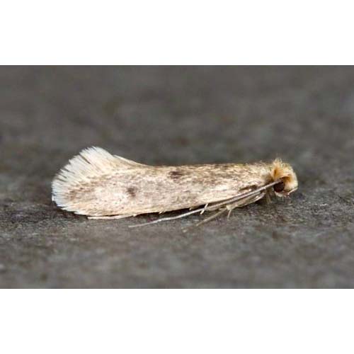 insect