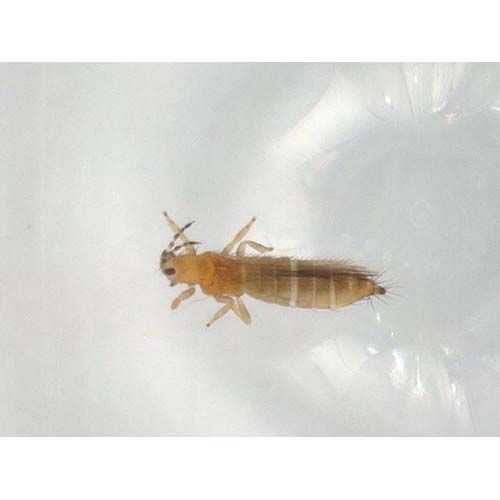 insect