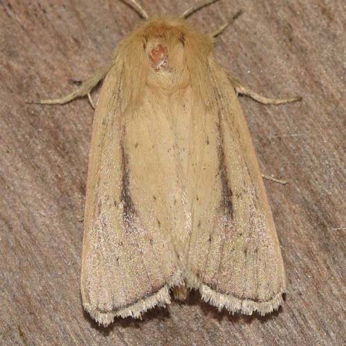 insect