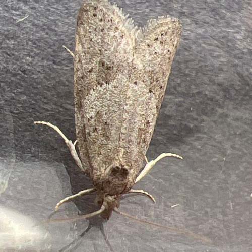 insect