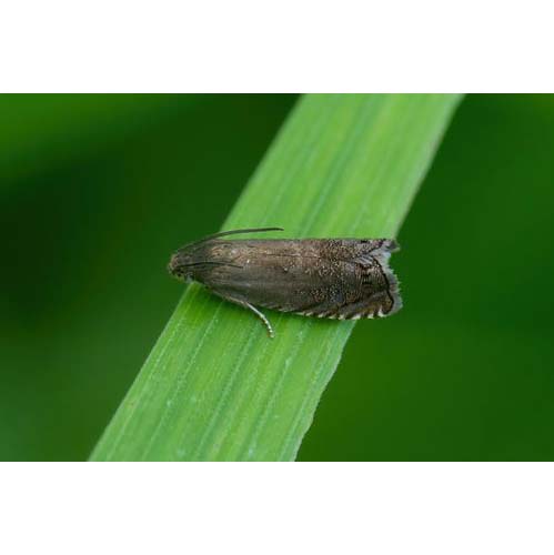 insect