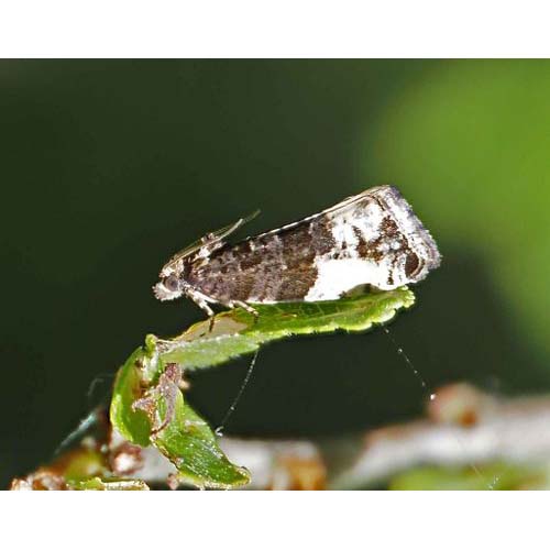 insect