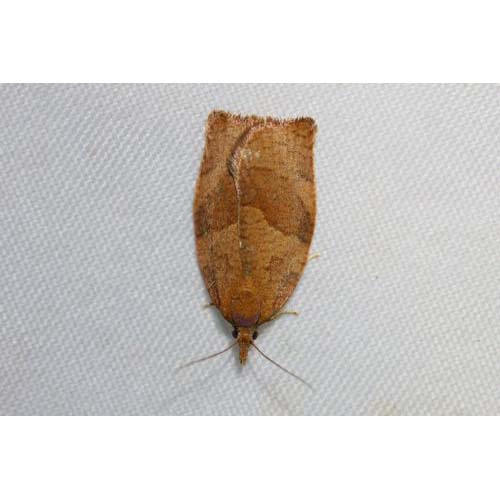 insect