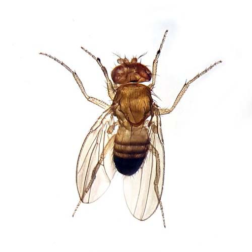 insect