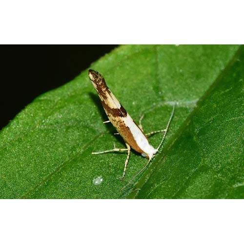 insect