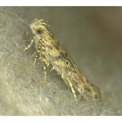 insect