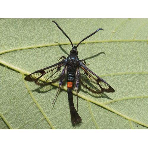 insect