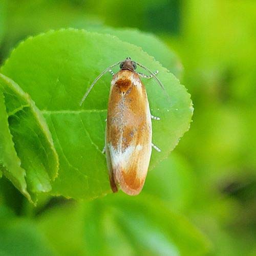 insect
