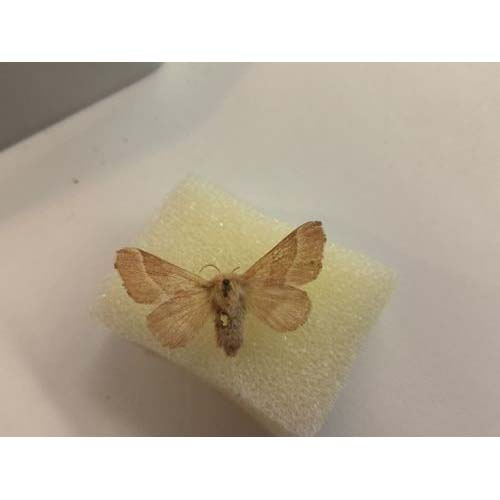 insect