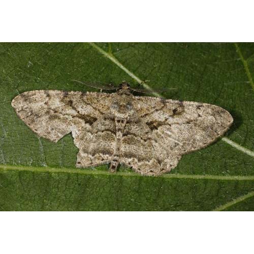 insect