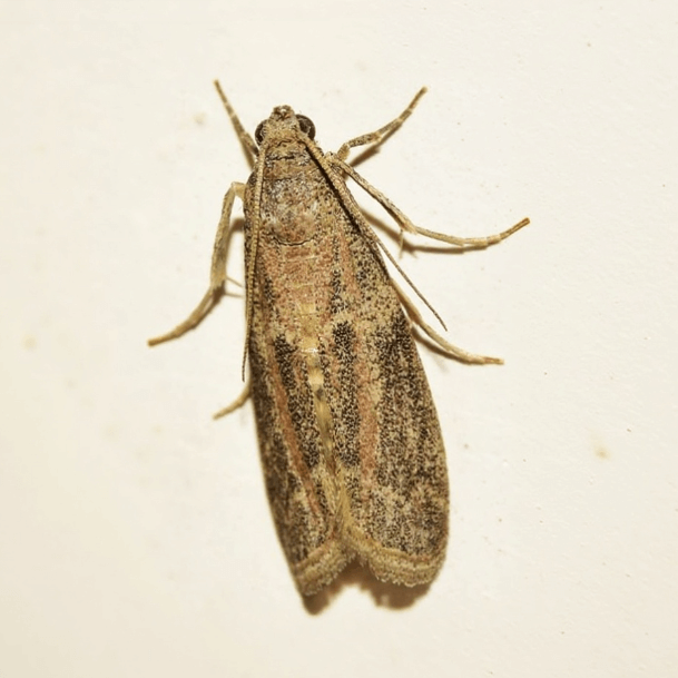 insect