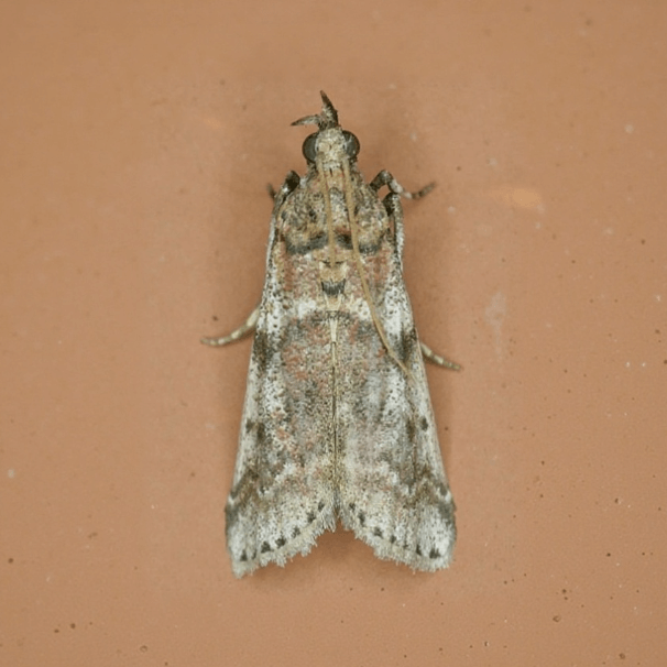 insect
