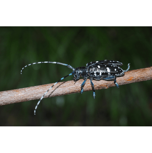 insect