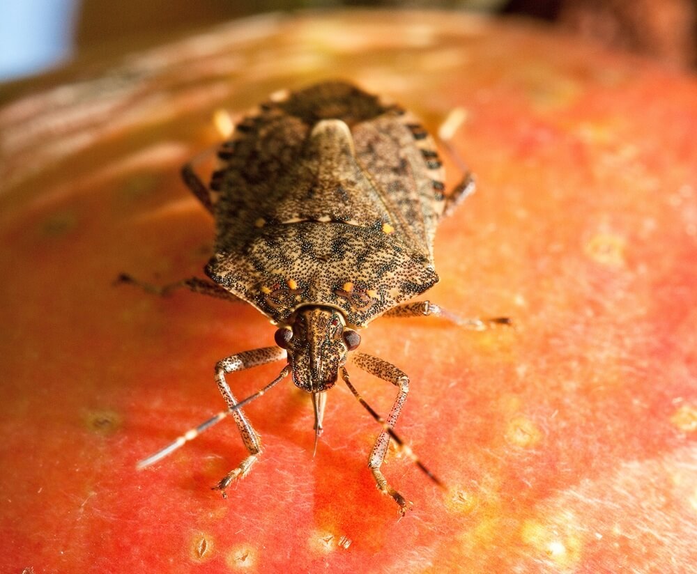 Stink Bug Build-Up: Aggregation Lures for Early Warning