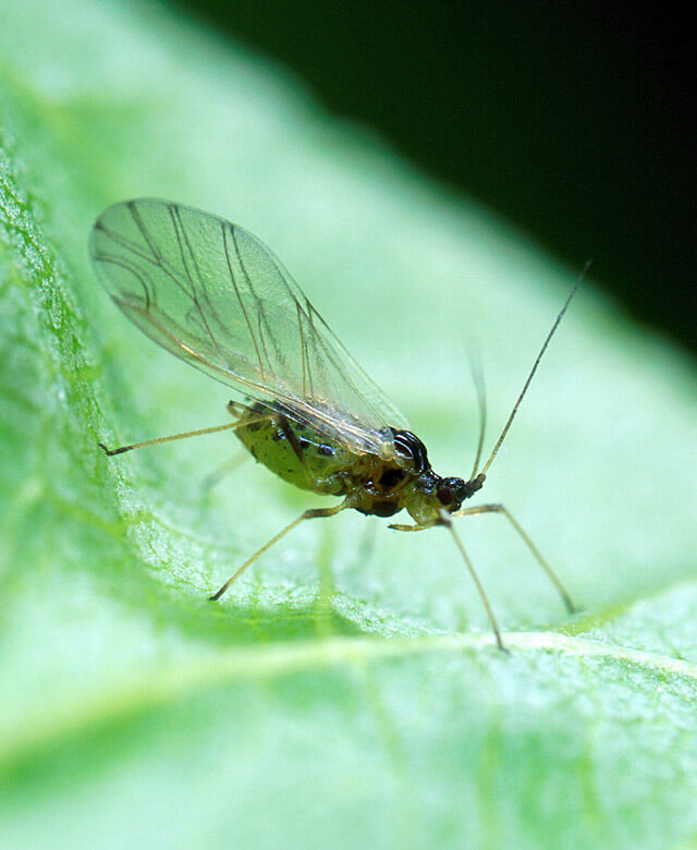 July Thrips and Aphid Pressure in Protected Cropping