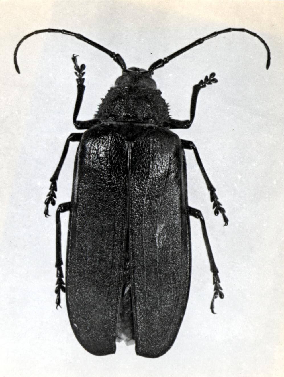 Japanese pine sawyer flight season puts vector monitoring back in focus