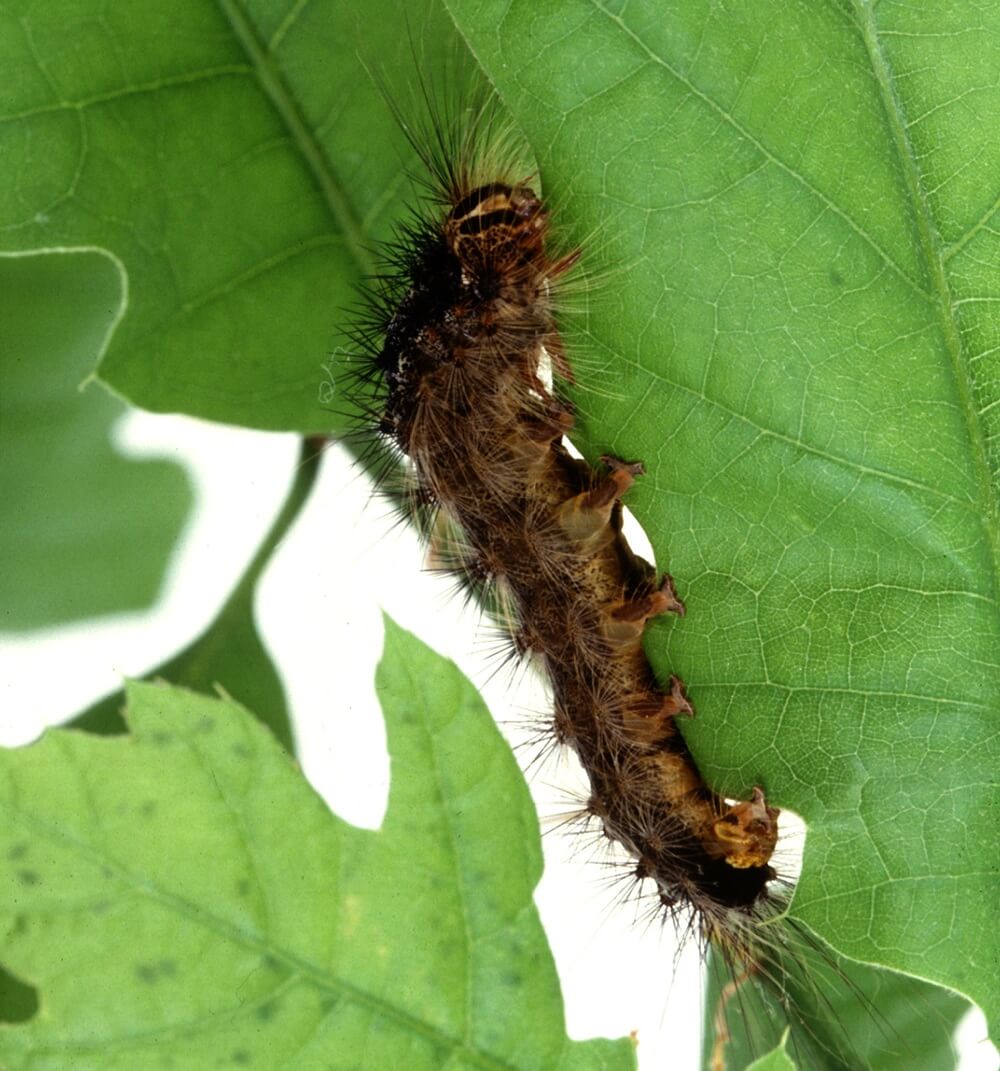 Spongy moth quarantine expands in Wisconsin