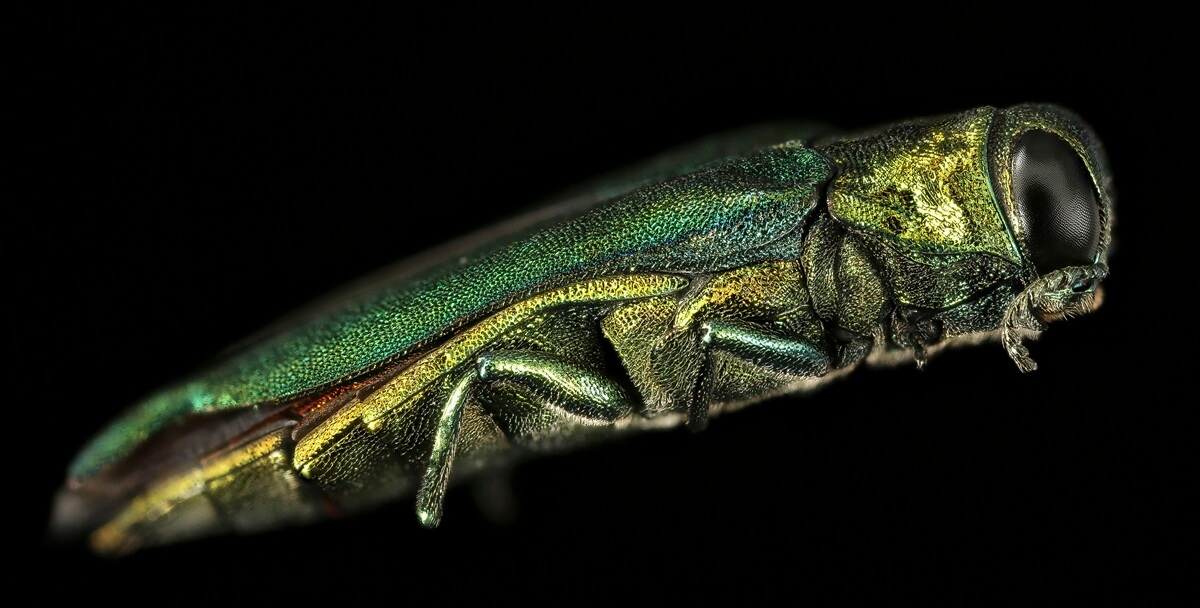 Emerald ash borer detected in Hungary: why monitoring now matters