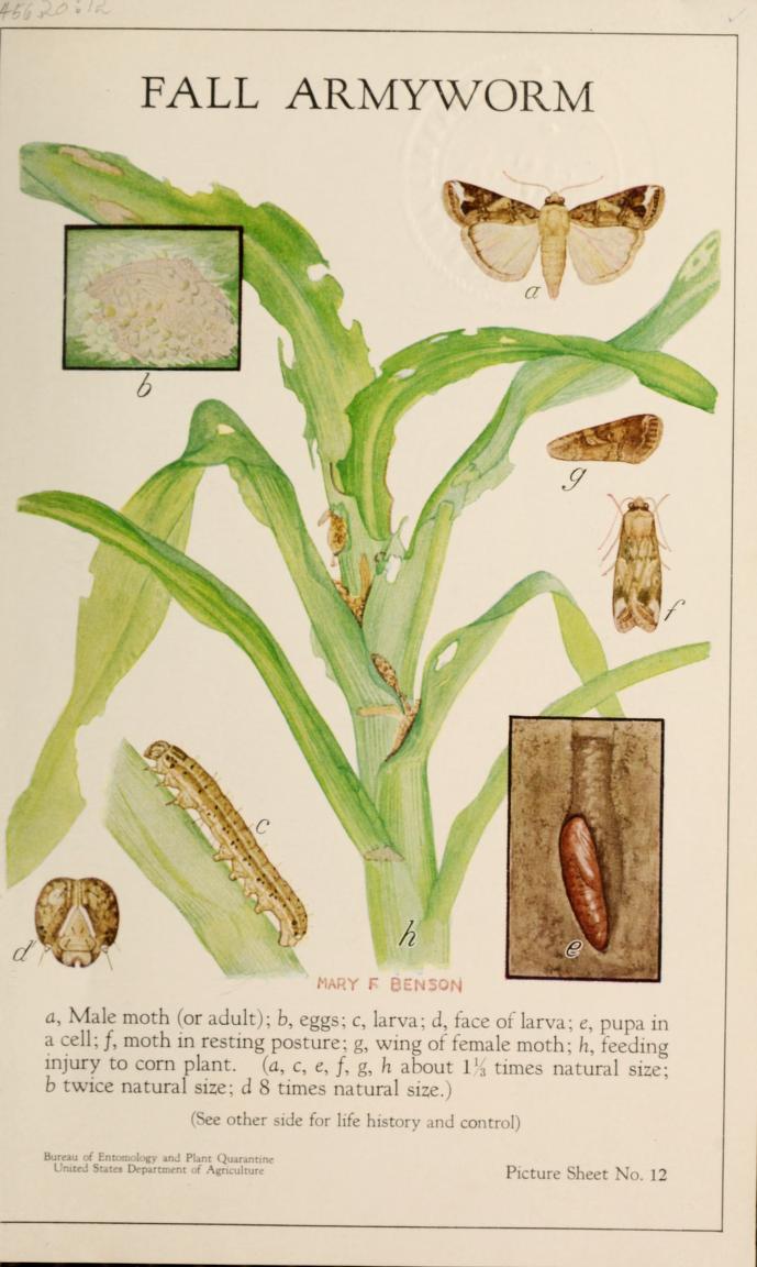 Fall armyworm: monitoring as the first line
