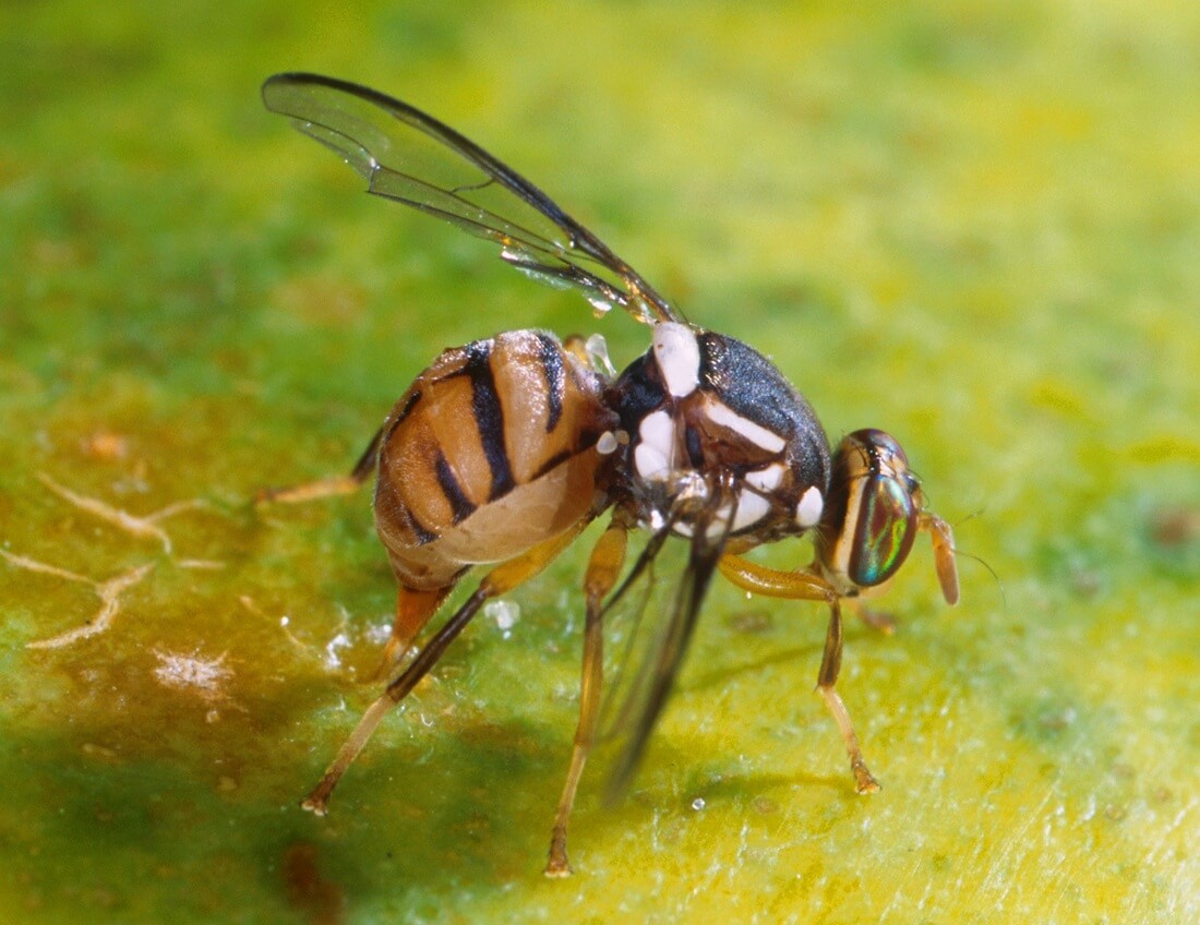 Oriental fruit fly quarantine lifted in California