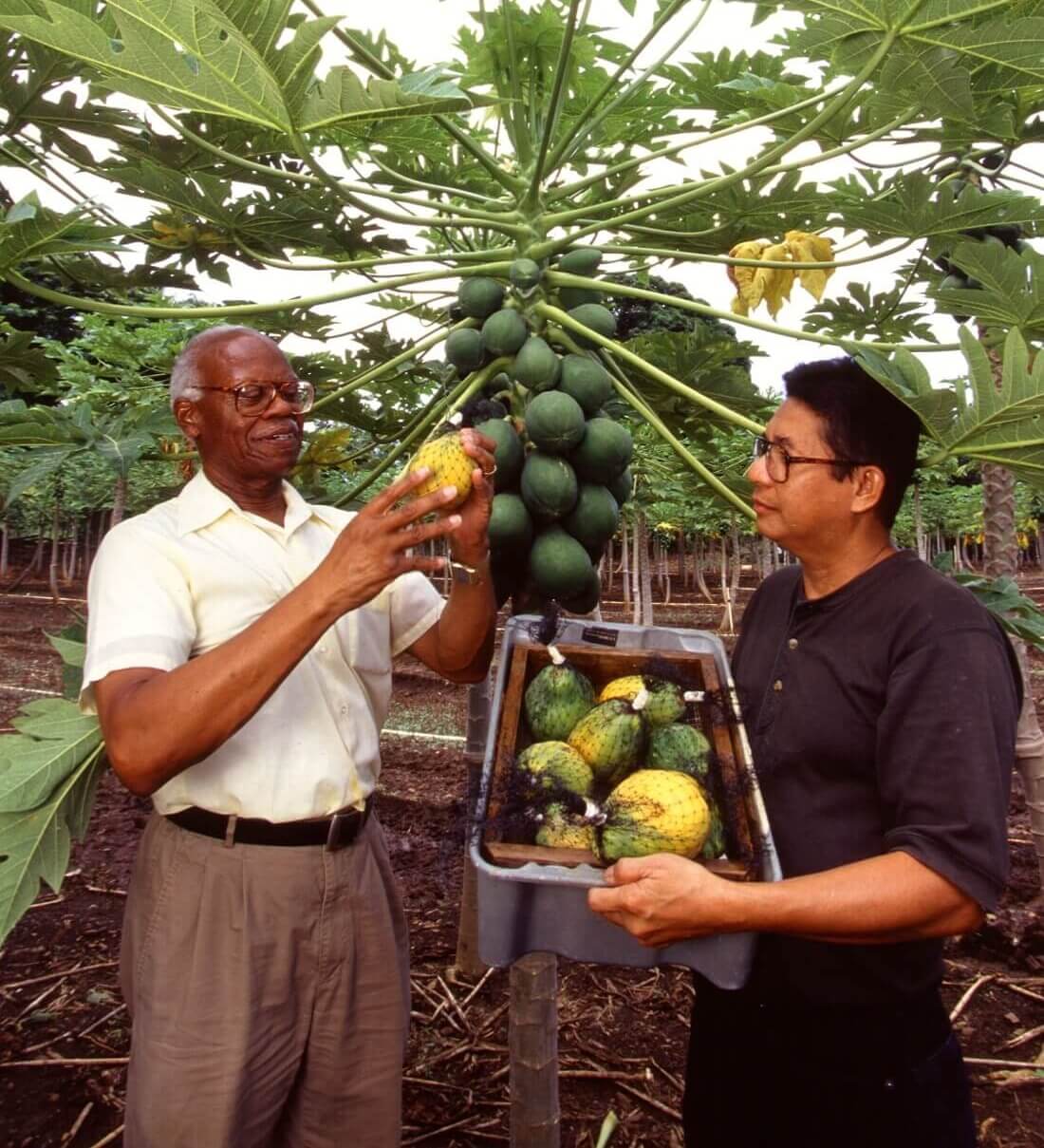 Torres Strait exotic fruit fly program highlights male-lure surveillance