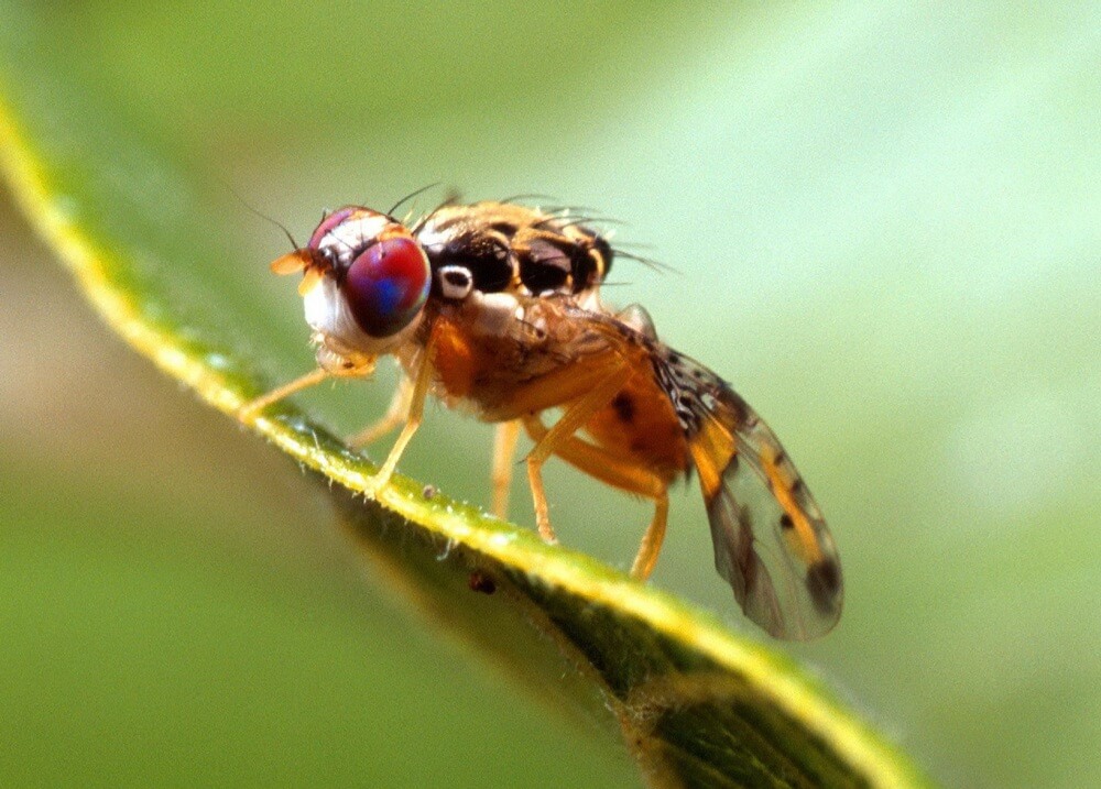 Mediterranean fruit fly quarantine expands in California