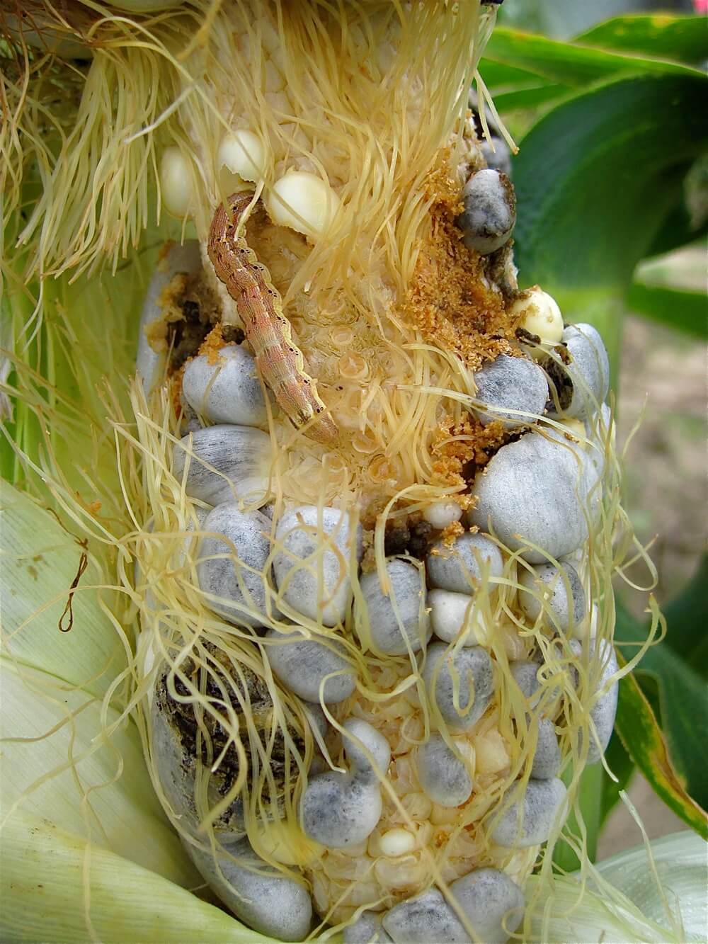 Cotton Bollworm Summer Flight: Why Local Monitoring Matters