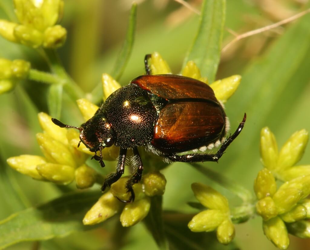 Japanese Beetle Incursions Reported Across Three French Regions