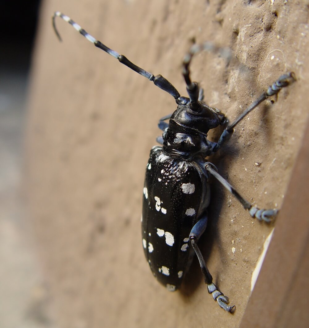 Citrus Longhorn Beetle Trap Catches Reported in Croatia