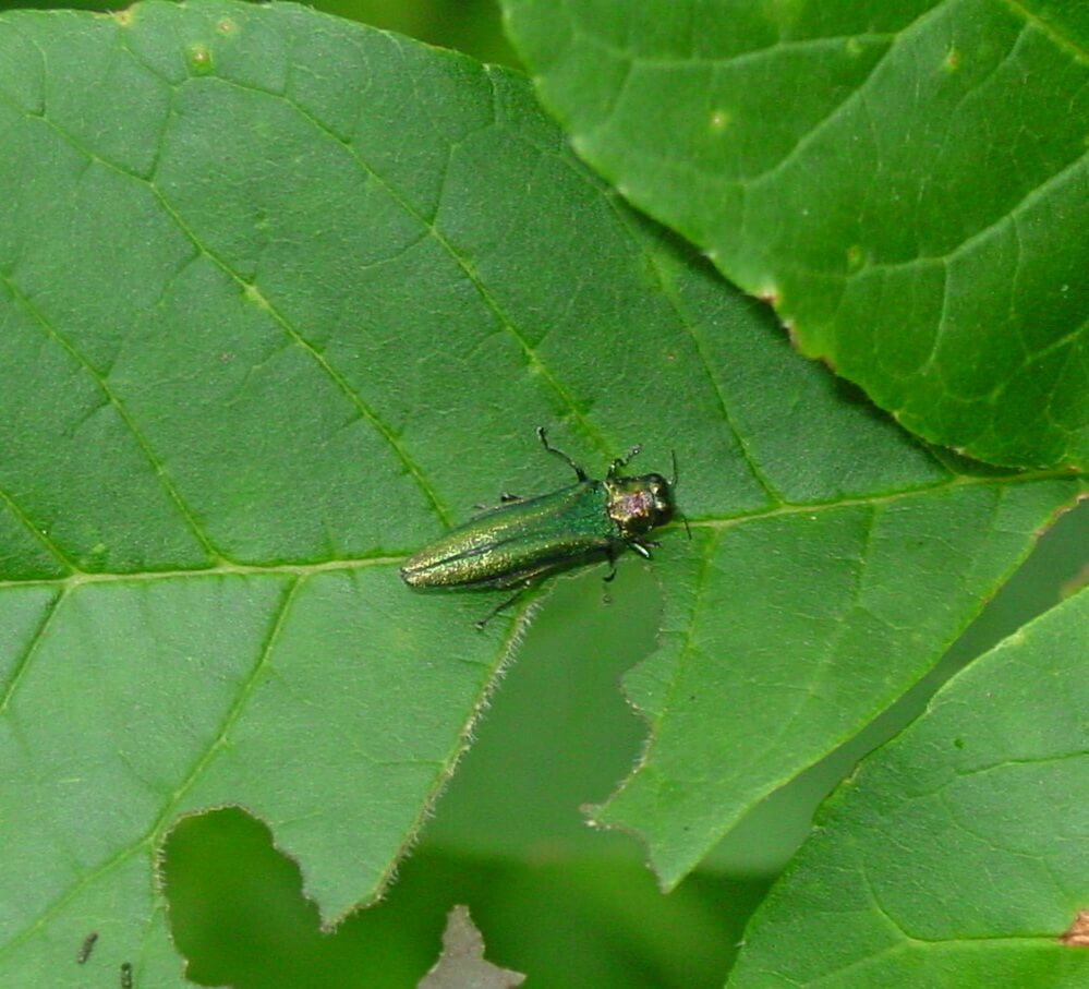 Emerald Ash Borer First Reported in Slovakia